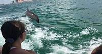 Little Toot Dolphin Abenteuer am Clearwater Beach