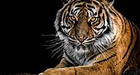 Free Close-Up Photography of Tiger Stock Photo