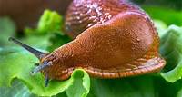 15 astuces contre limaces et escargots - Gamm vert