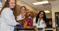 Common Heartburn Medications May Help Fight Cancer And Other Immune Disorders In Dogs, Texas A&M Researchers Find
