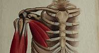 Human Anatomy: Musculoskeletal Cases | Harvard University