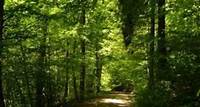 Ecosistema forestal: qué es, características, flora y fauna