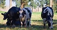 Infecções uterinas em vacas leiteiras | MilkPoint
