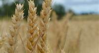 Wheat Jumps To Nine-Month High On Fears Of Dwindling Global Stockpiles