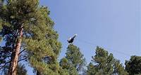 Zipline Course at Flagstaff Extreme | Zip Lines in Flagstaff Arizona