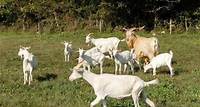 svi mogu usvojiti kozu, znamo i kako! Evo koji su istarski gradonačelnici i europarlamentarac usvojili istarske koze kako bi pružili potporu uzgajivačima ove kritično ugrožene pasmine