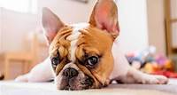 Puppy Gas: 5 Reasons Your Dog Is Gassy & What To Do About It