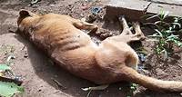 Cachorro morre vítima de maus-tratos em Umuarama