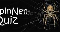Spinnen-Quiz