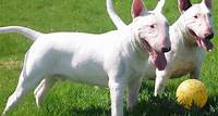 Bull Terrier Miniature Bull Terrier