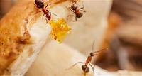 Ameisen bekämpfen: Die besten Hausmittel