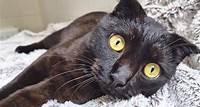 Eine Katze mit gefalteten Ohren Tierschutz möchte »Finley« vermitteln