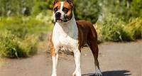 American Staffordshire Terrier