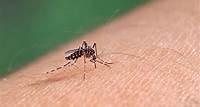 Notícias Especialista do Prontomed Adulto alerta para sintomas atípicos da dengue e grupos de risco
