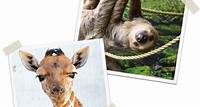 Hours & Info | Animal Zoo & Safari Park - Goddard