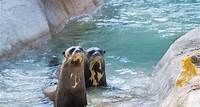 Giant River Otters Cam