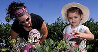 Heavenly Wheels Blueberry Farm offers berry picking for all ages