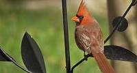 Download free HD stock image of Cardinal Song Bird