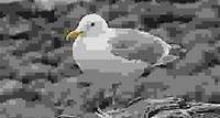 glaucous-winged gull