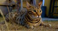 50 chats Bengal attendent une famille !