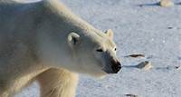 Polar Bears “Invade” Russian Town