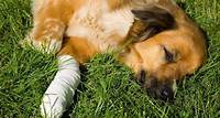 Front Leg Injury in Dogs - Signs, Causes, Diagnosis, Treatment, Recovery, Management, Cost