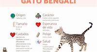 Gato de Bengala o bengalí
