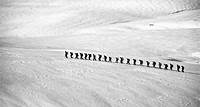 Kostenlos Menschen, Die Auf Schneefeld Graustufen Fotografie Gehen Stock-Foto