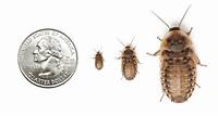Live Dubia Roaches Shipped Direct To Your Door | Dubia.com