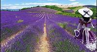 6. Nice: Gorges of Verdon and Fields of Lavender Tour Check out some of the most beautiful landscapes of France, visit the Verdon gorges and the villages of Castellane and Moustiers…