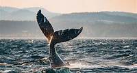 Aventura de observação de baleias ao pôr do sol de Vancouver Atividades aquáticas R$ 832