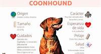 Coonhound redbone