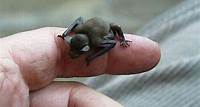 Bumblebee Bat Facts - The World's Smallest Bat - The Fact Site