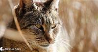 The History of the Domestic Cat