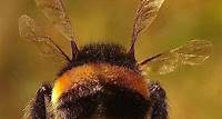 Há um pôster de abelhas na NASA dizendo que elas não foram feitas para voar?