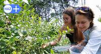 Heidelbeeren: Saisonstart im Neustädter Land - auch für Selbstpflücker