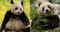 Giant pandas will be returning to the National Zoo in Washington