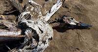 Vogelgrippe: Schleppende Massnahmen in den USA, Europa reagiert