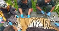 Two-year-old male tiger caught in Perak