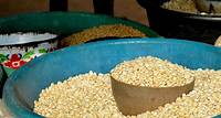 Togo- L’arrivée du nouveau maïs entraîne une baisse du prix sur les marchés