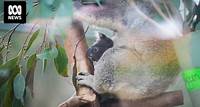 Endangered koala joey born through breeding program at National Zoo and Aquarium in Canberra