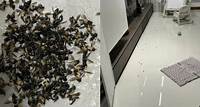 'It was really scary': Swarms of bees send Punggol residents fleeing from their homes
