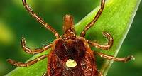 Have you seen a tick? Help researchers know what ticks are in Louisiana by reporting it