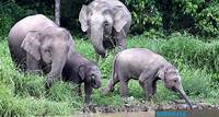 BORNEAN ELEPHANT CLASSIFIED AS ENDANGERED UNDER IUCN RED LIST