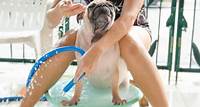 Ogni quanto fare il bagno al cane? I consigli del veterinario