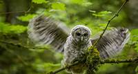 U.S. officials plan to kill hundreds of thousands of barred owls to save another species from extinction