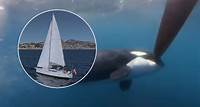 Orcas atacan otro velero en España, ¿por qué lo hacen según expertos?