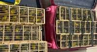 PF resgata 400 pássaros escondidos dentro de malas em aeroporto