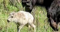 Celebration of rare white bison birth in Yellowstone comes with a warning