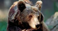 Un touriste français attaqué par un ours lors d’une promenade en Italie